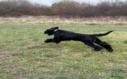 Giant Schnauzer dogs for stud: Giant Schnauzer for stud - Image 13