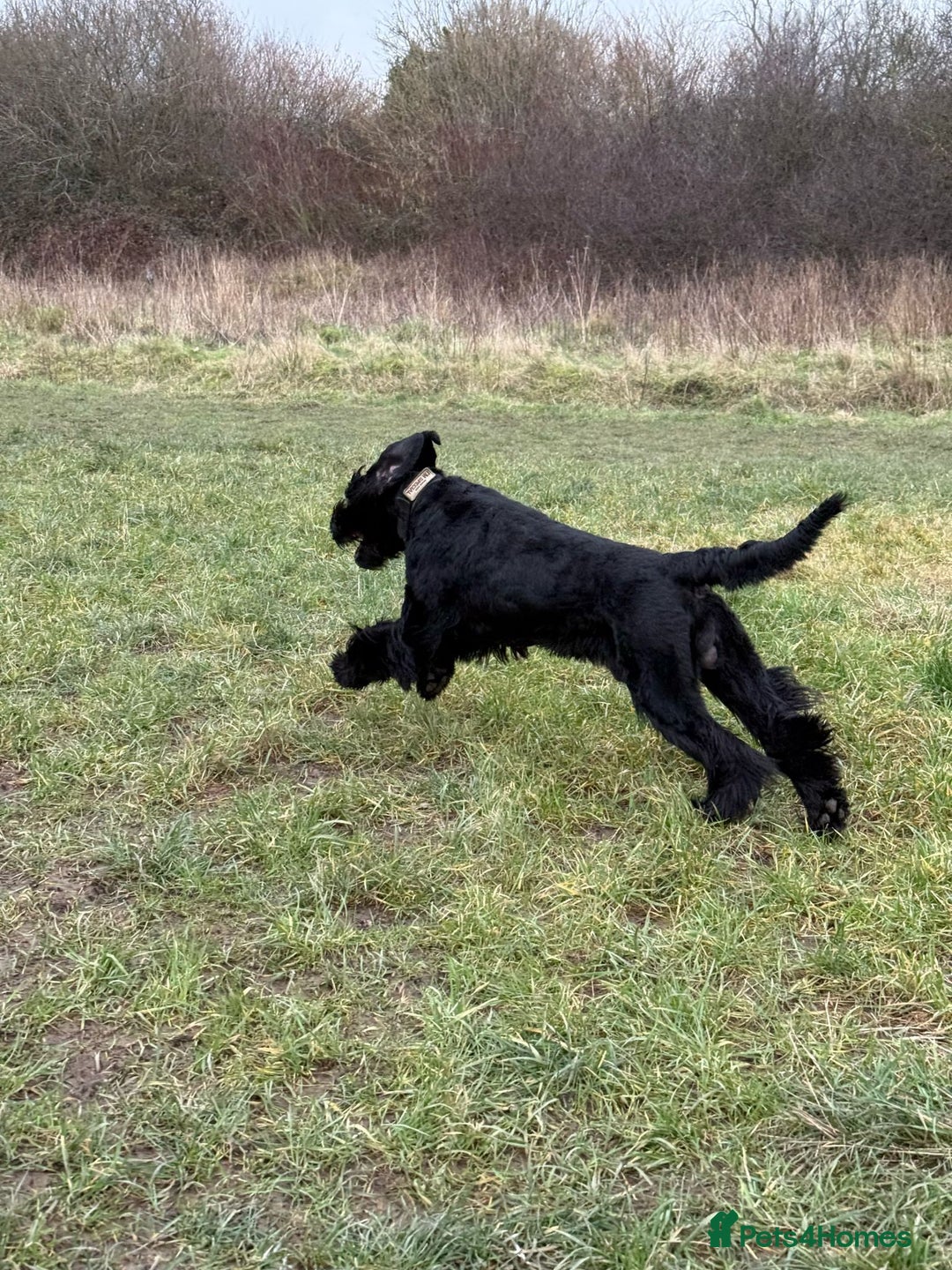 Giant Schnauzer dogs for stud: Giant Schnauzer for stud - Image 13