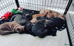French Bulldog dogs for stud: Blue frenchie stud in Dunfermline - Image 5