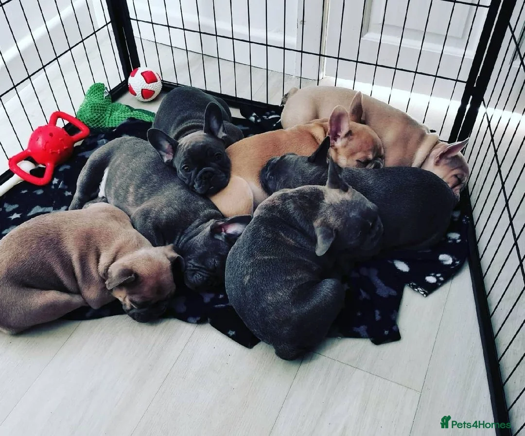 French Bulldog dogs for stud: Blue frenchie stud in Dunfermline - Advert 5