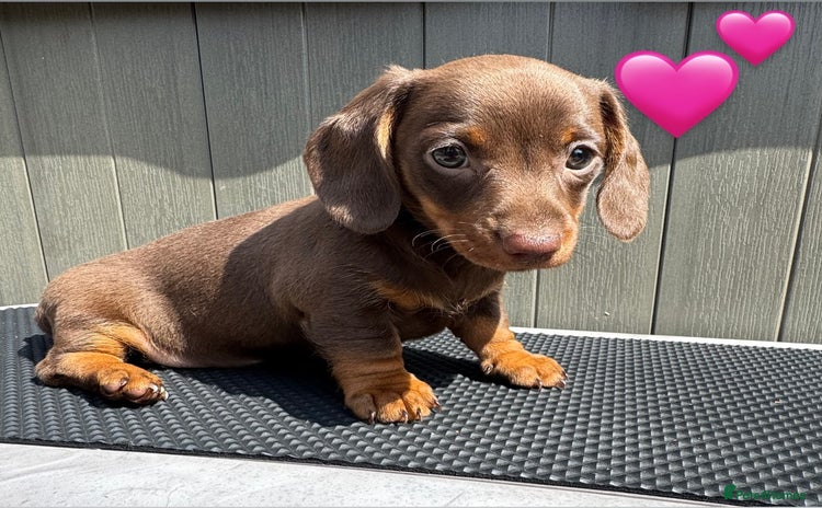Miniature Dachshund dogs - Advert 1