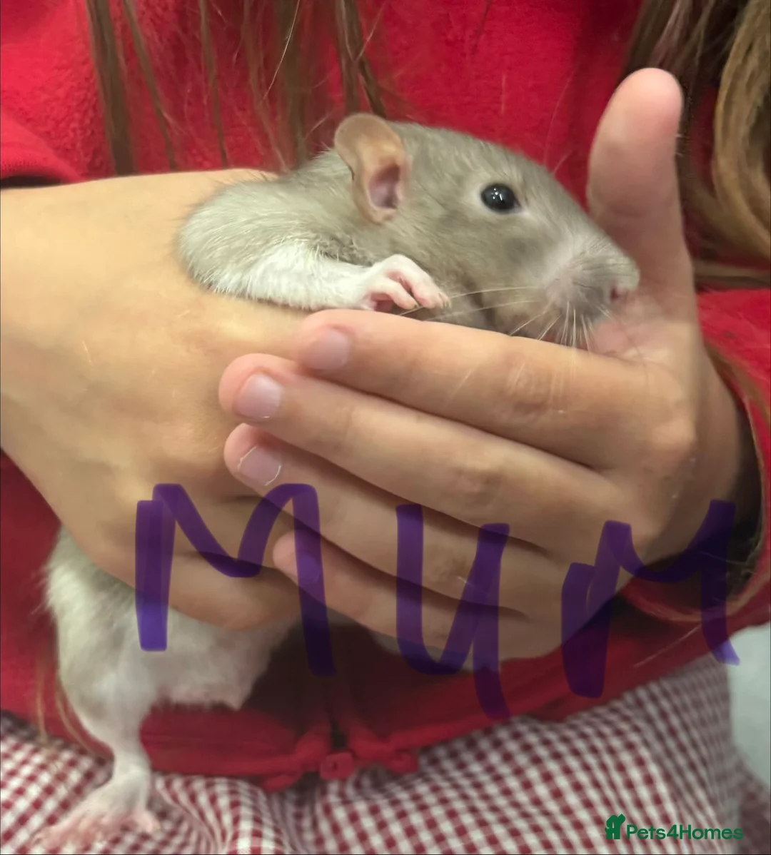 Rat rodents for sale: Dumbo rats in Manningtree - Advert 1