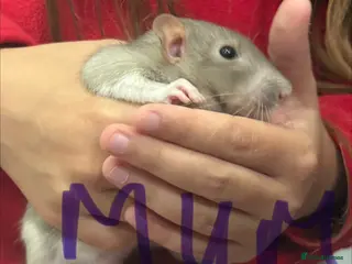 Rat rodents Dumbo rats - Advert 11