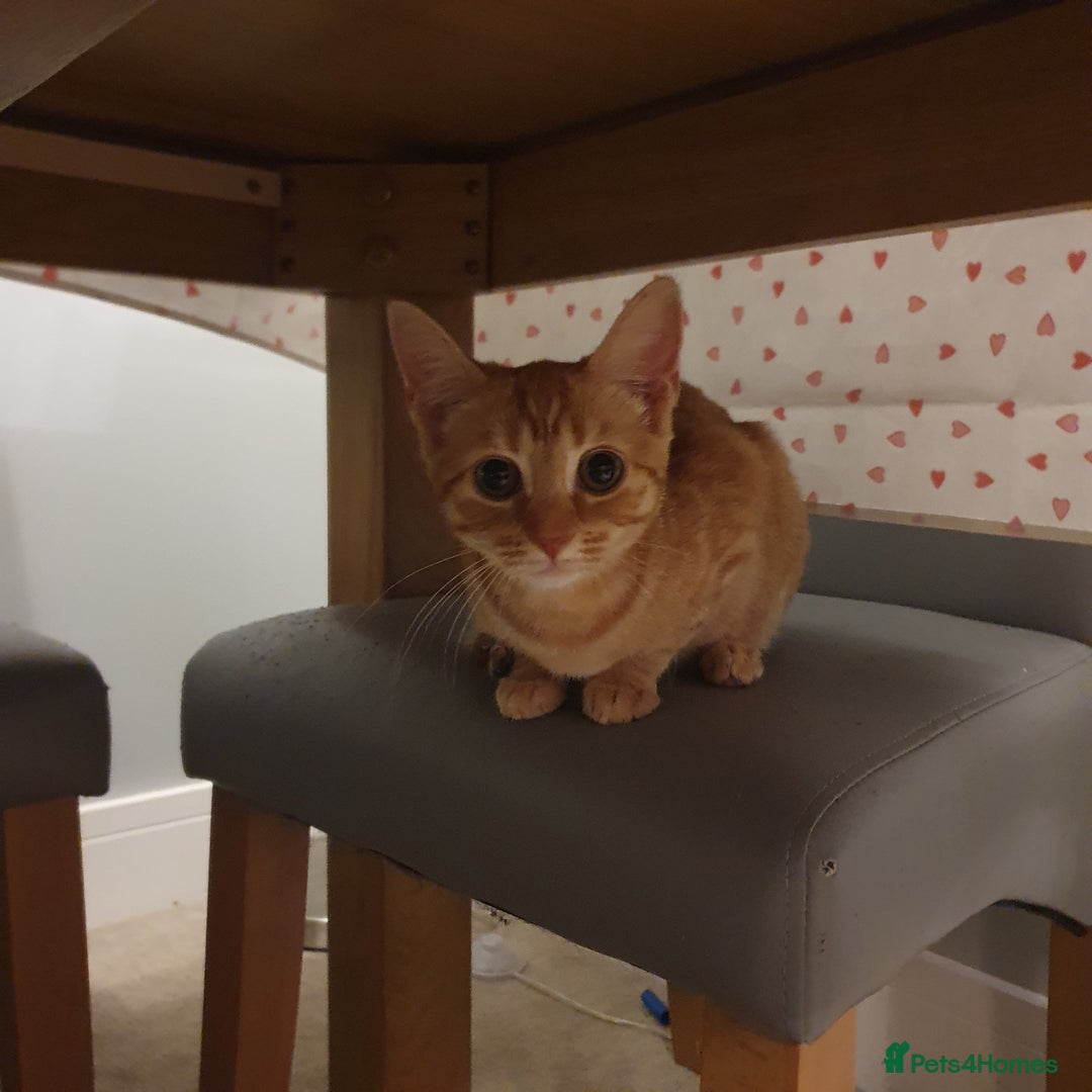 Mixed Breed cats for sale: Gorgeous ginger girl  - Image 4