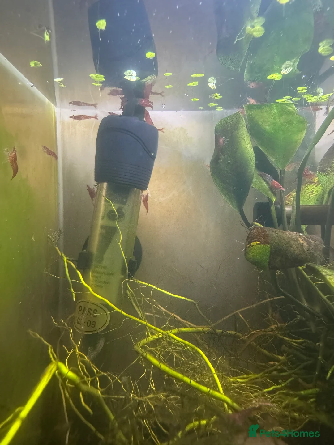 Shrimps fish for sale: Red Cherry shrimp  - Advert 2