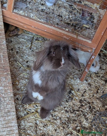 Lionhead rabbits - Advert 4