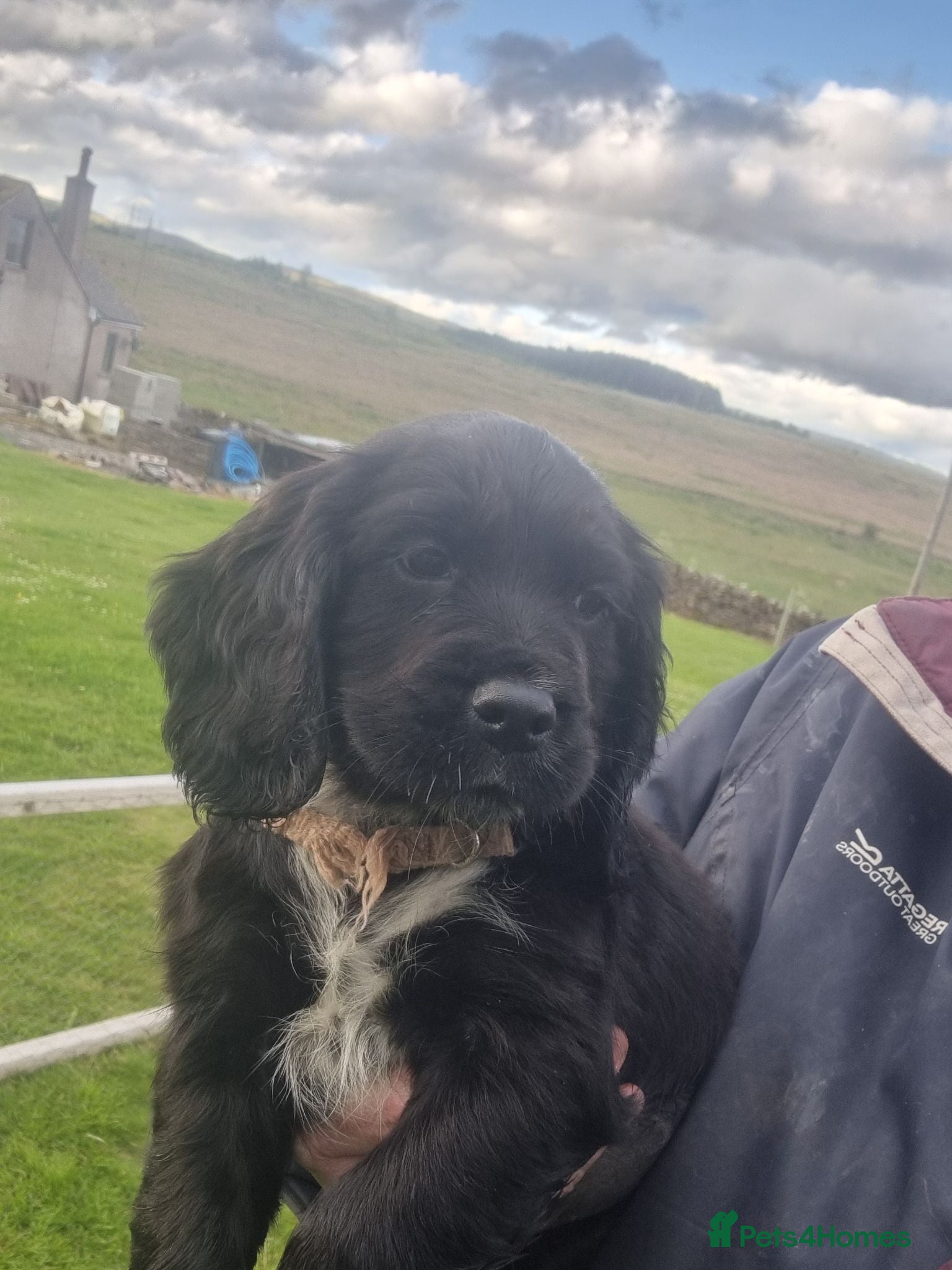Cocker Spaniel dogs KC Working Bred Cocker Spaniel Puppies - Advert 2