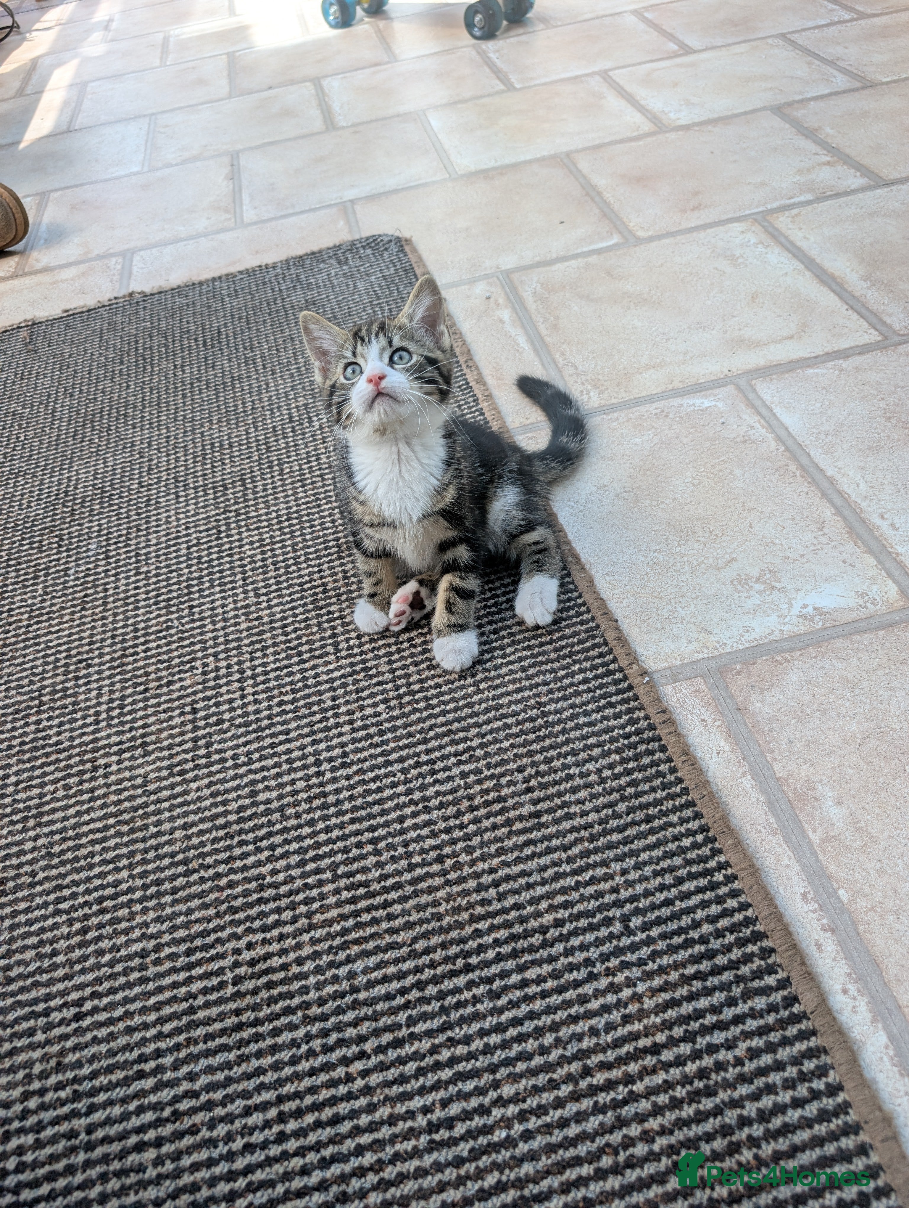 Mixed Breed cats Gorgeous male kitten - Advert 2
