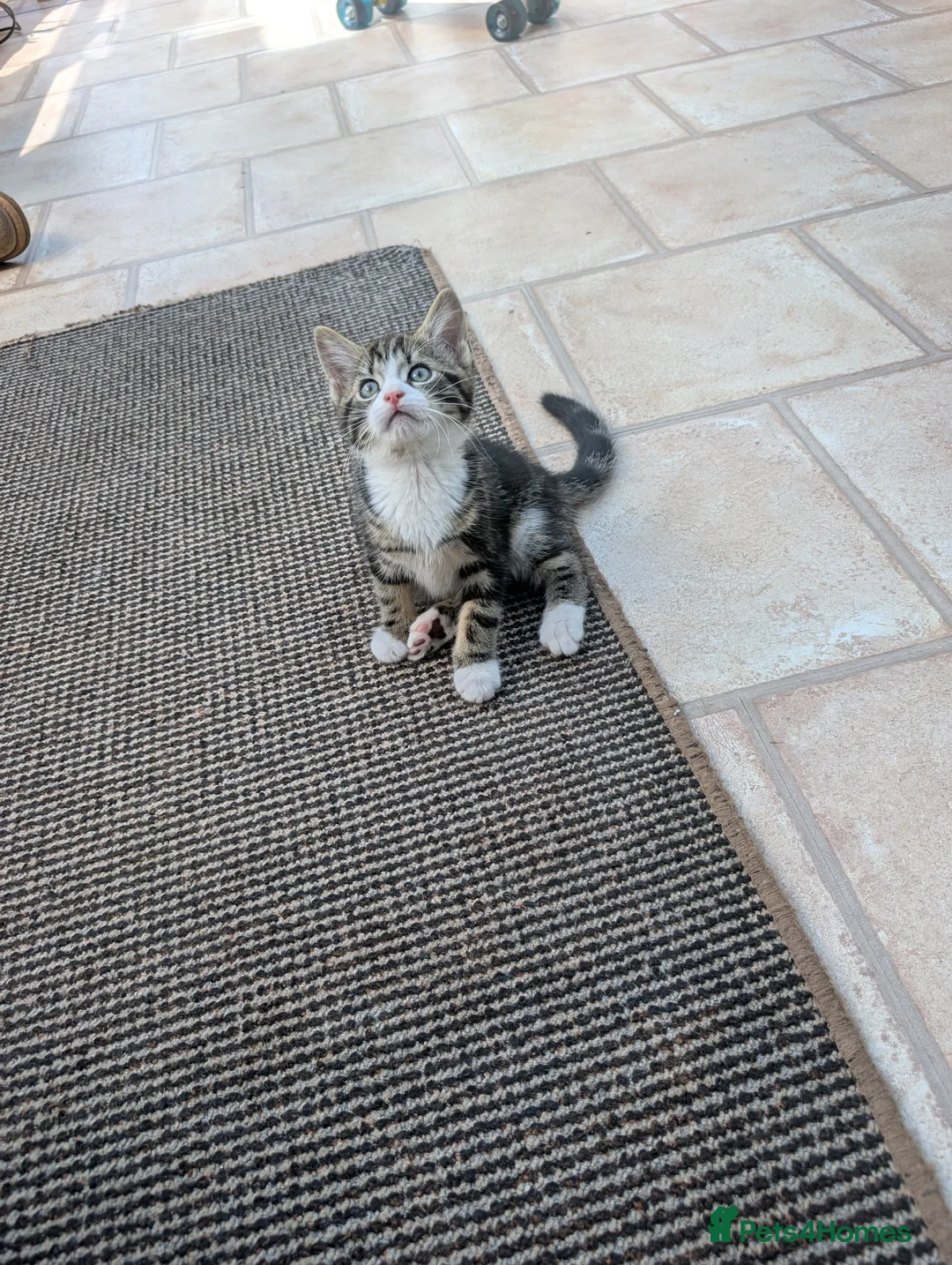 Mixed Breed cats for sale: Gorgeous male kitten - Advert 1