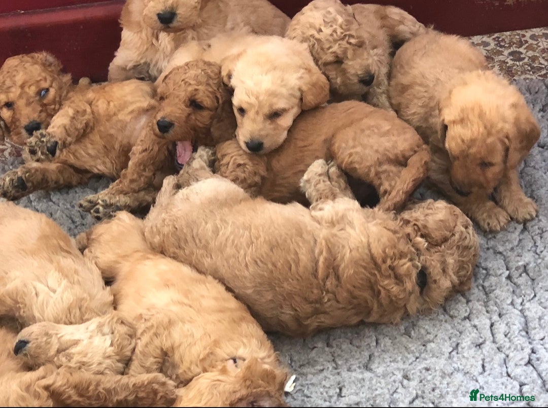 Miniature Poodle dogs for stud: Proven extensively health tested KC RED poodle in Swansea - Image 12