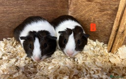 Guinea Pig rodents for sale: Boars and Sows - Image 12