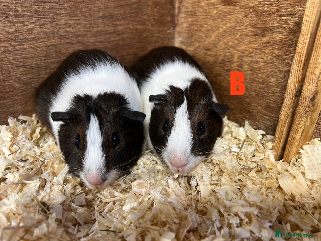Guinea Pig rodents for sale: Boars and Sows - Image 12