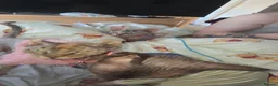Sphynx cats for sale: Beautiful female Canadian elf Sphynx - Advert 2