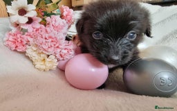 Mixed Breed dogs for sale: Miniature Dachshund x Pomeranian Puppies - Image 4