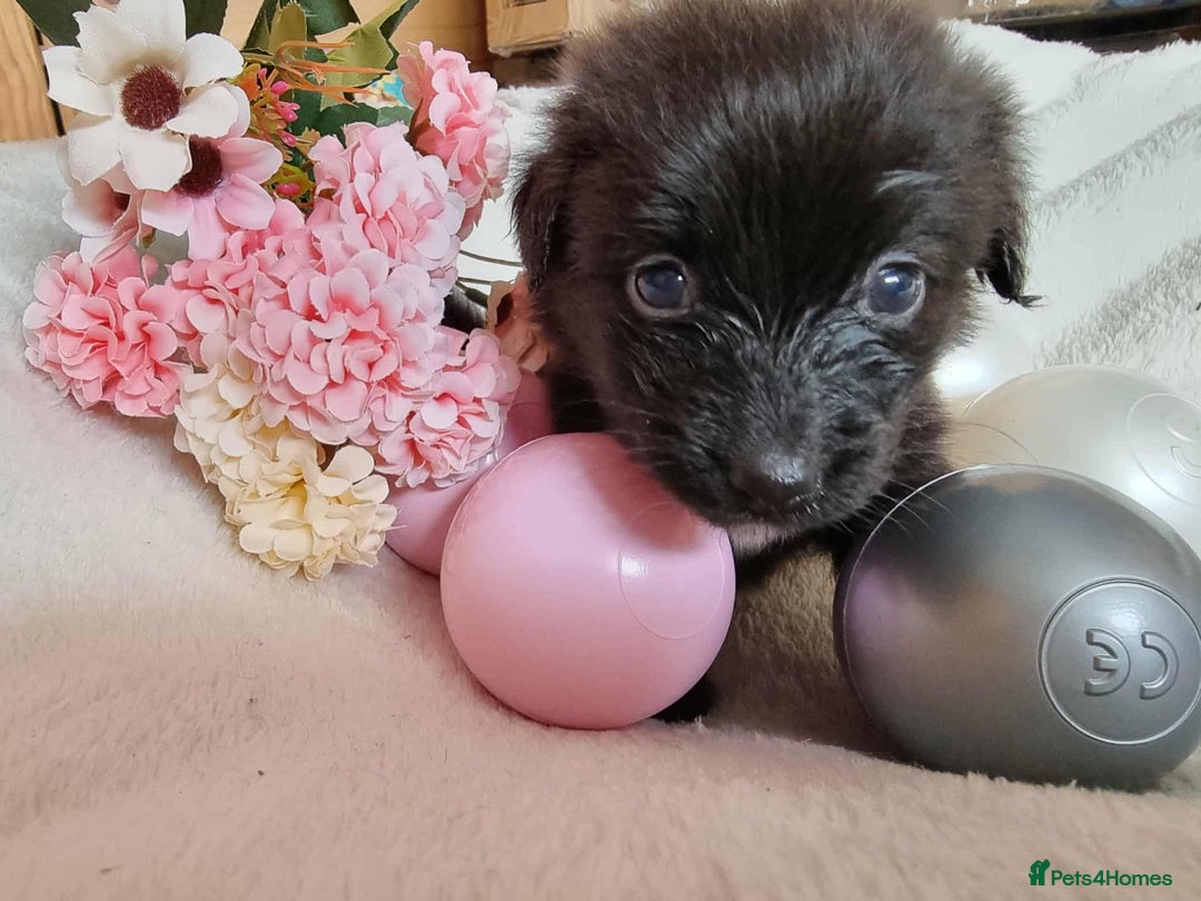 Mixed Breed dogs for sale: Miniature Dachshund x Pomeranian Puppies - Image 4
