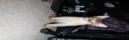 Chausie cats for sale: CHAUSIE F6  - Advert 3