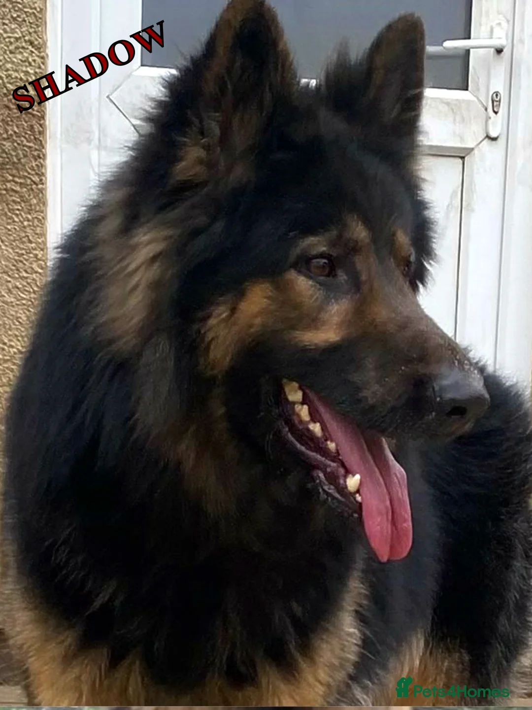 German Shepherd dogs for stud: KC Reg Shadow fully Health Tested at stud in Wisbech - Advert 8