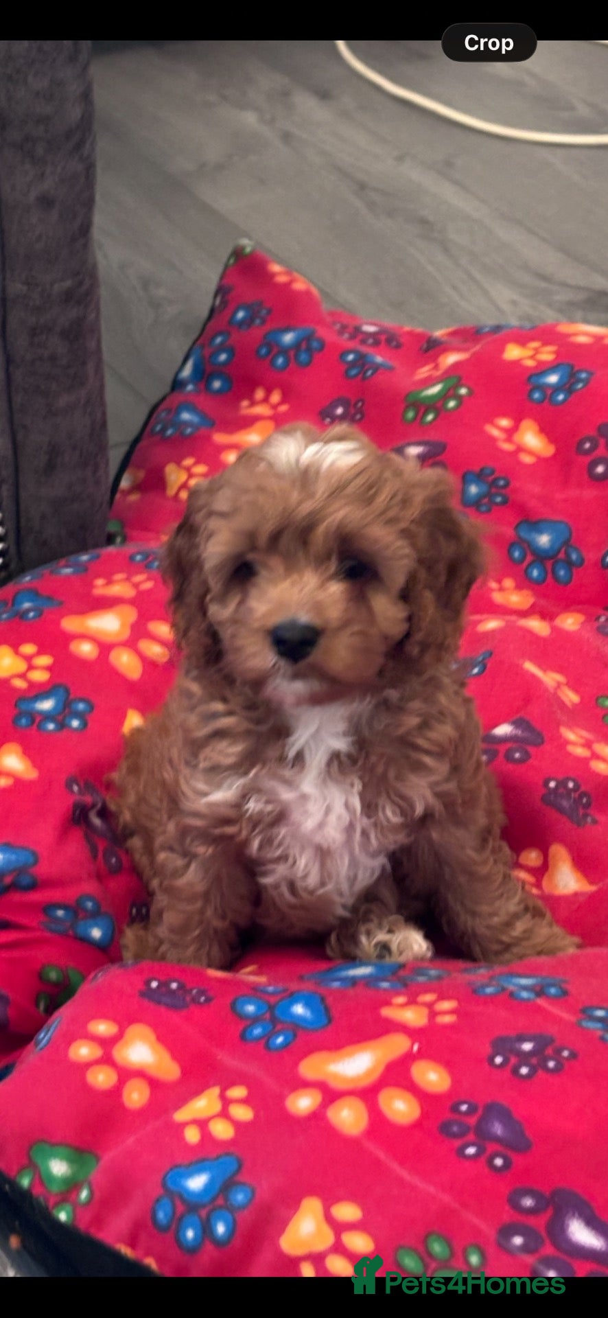 Cavapoo dogs Cavapoo puppies  - Advert 2