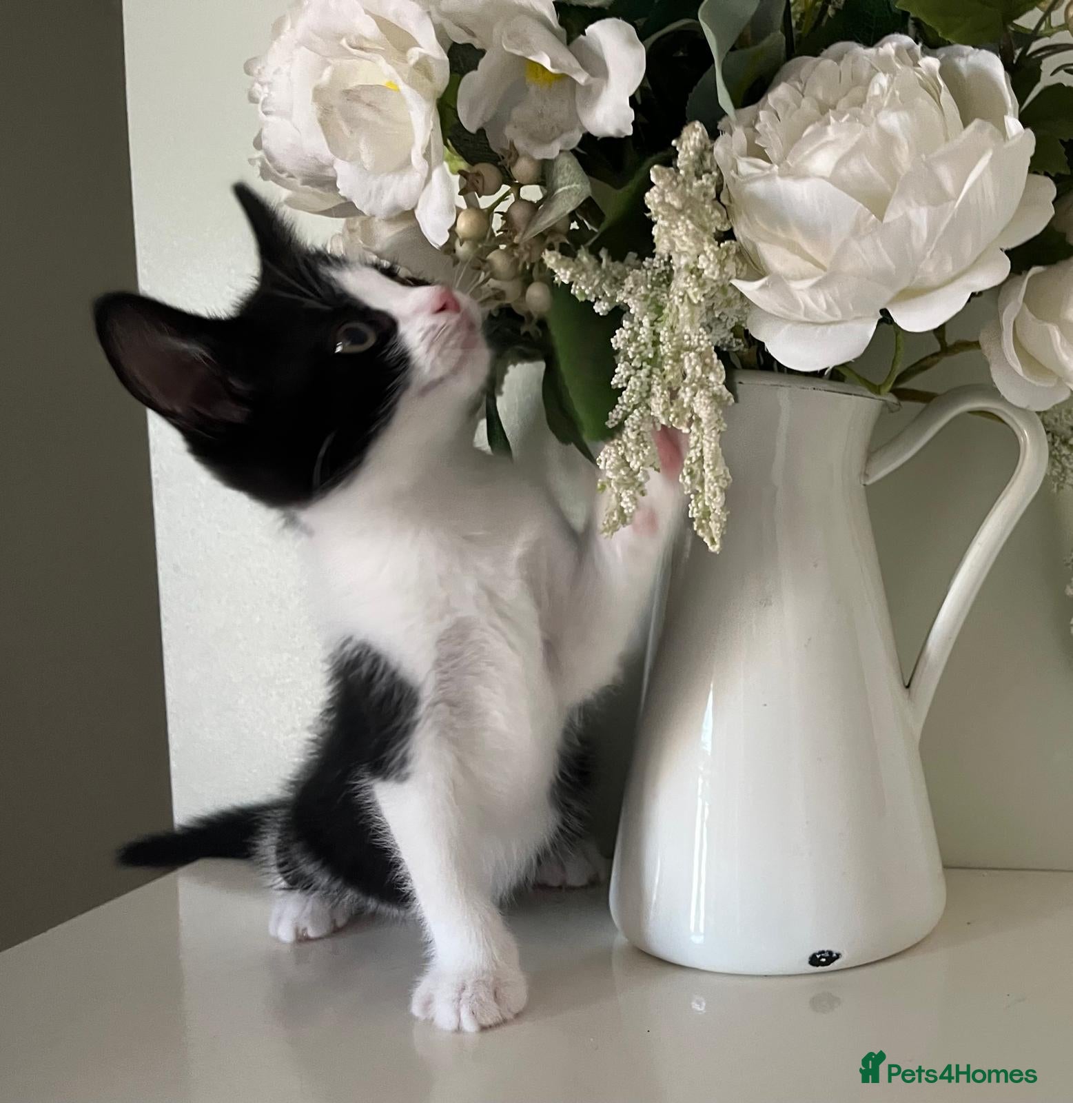Mixed Breed cats Gorgeous Black & White kitten - Advert 5