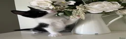 Mixed Breed cats for sale: Gorgeous Black & White kitten - Advert 1