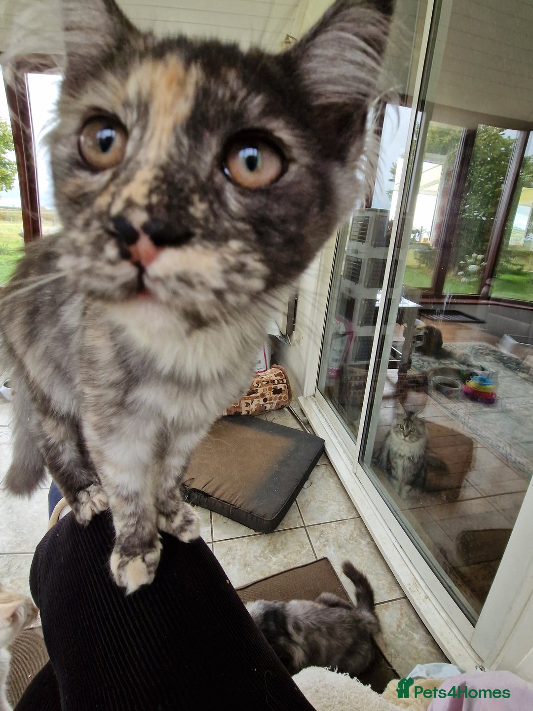Maine Coon cats for sale: Gorgeous maine coon babies - Image 6