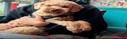 Cockapoo dogs for sale: TEDDY - Advert 4