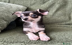 Chihuahua dogs for sale: Tiny chihuahua puppies  - Image 12