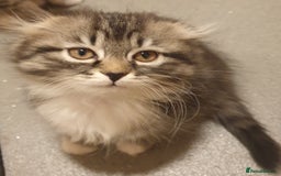 Scottish Fold cats for sale: Adorable kuttens❤ - Advert 3