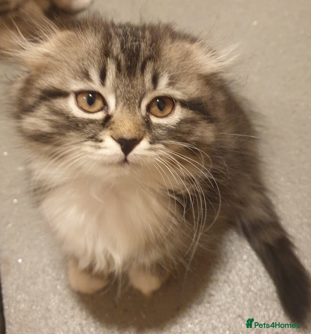 Scottish Fold cats for sale: Adorable kuttens❤ - Advert 3