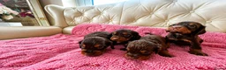 Cocker Spaniel dogs for sale: Beautiful working cockers  - Advert 3