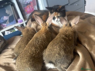 Lionhead rabbits - Advert 10