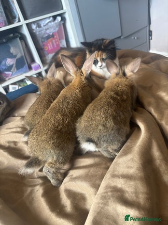 Lionhead rabbits - Advert 9