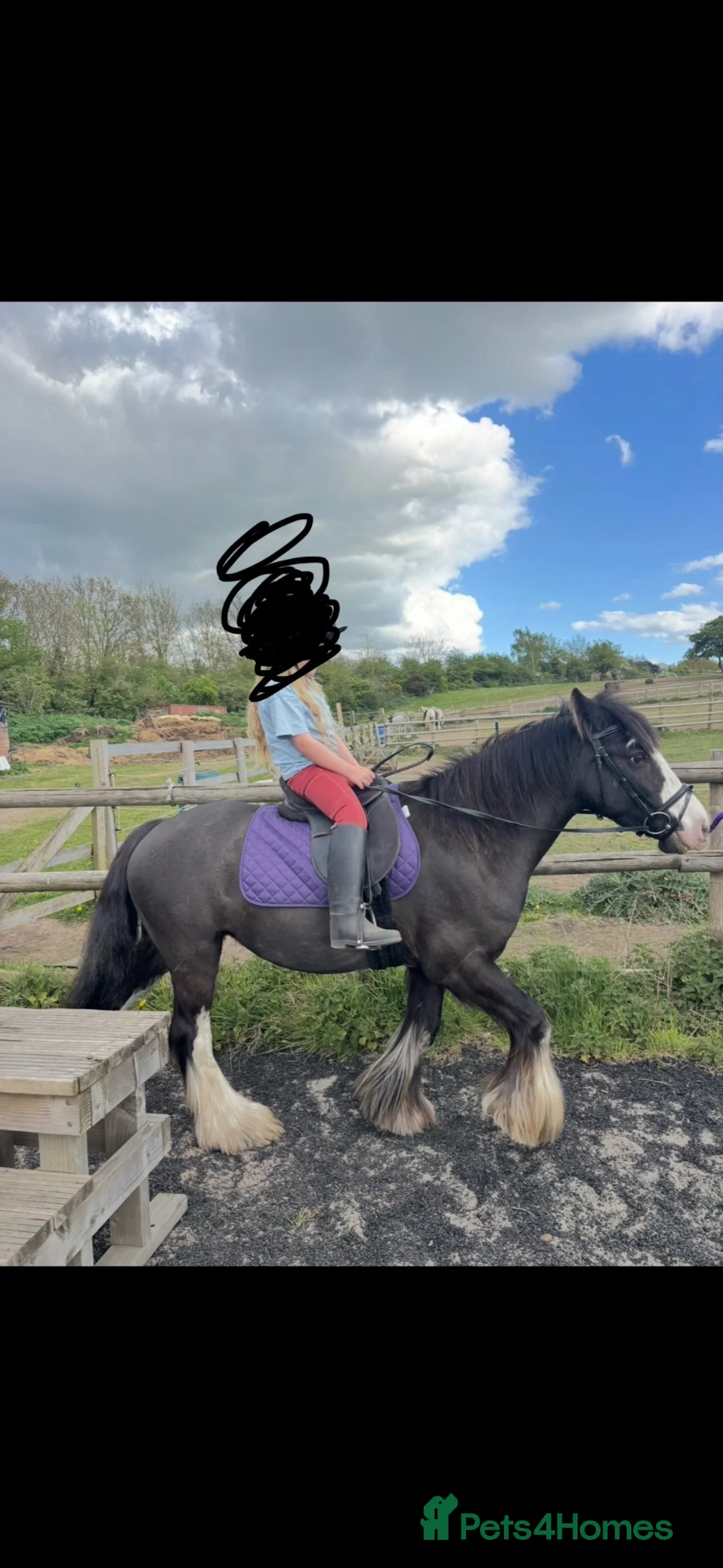 Irish Cob horses for sale: Black Cob Mare 10 Years Old with plenty of feather - Advert 2