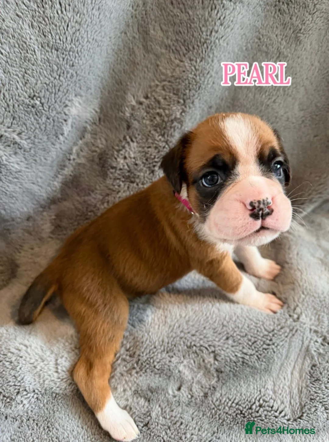 Boxer dogs for sale:  Pedigree boxer puppies – 4 Girls & 2 Boys in Brentwood - Advert 17