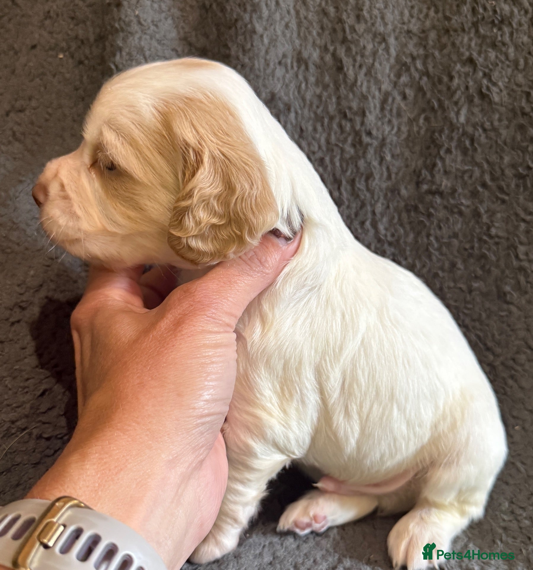 Cocker Spaniel dogs KC Registered Cocker Spaniel Health Tested puppie - Advert 2