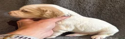 Cocker Spaniel dogs for sale: KC Registered Cocker Spaniel Health Tested puppie - Advert 2