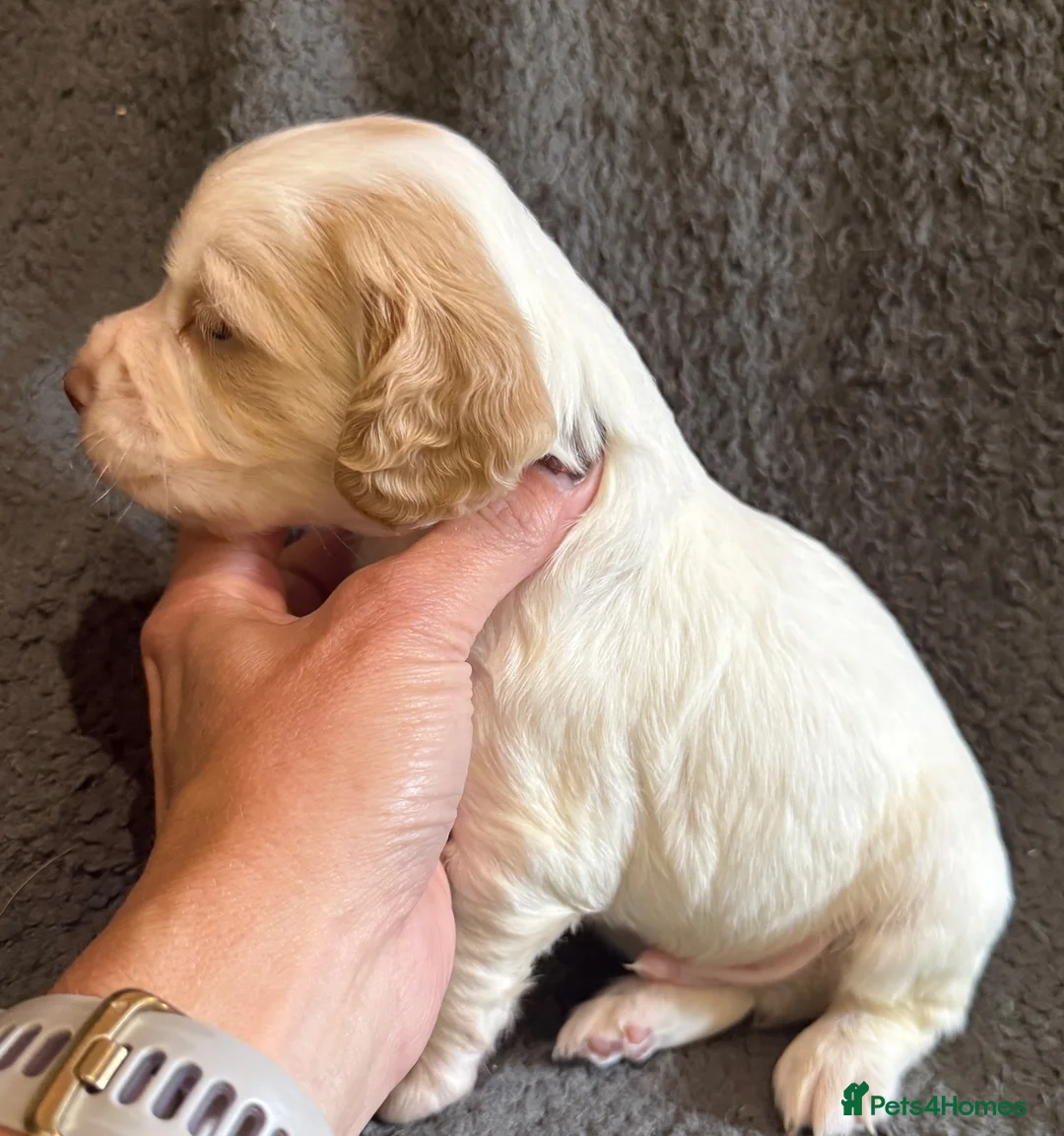 Cocker Spaniel dogs for sale: KC Registered Cocker Spaniel Health Tested puppie - Advert 2