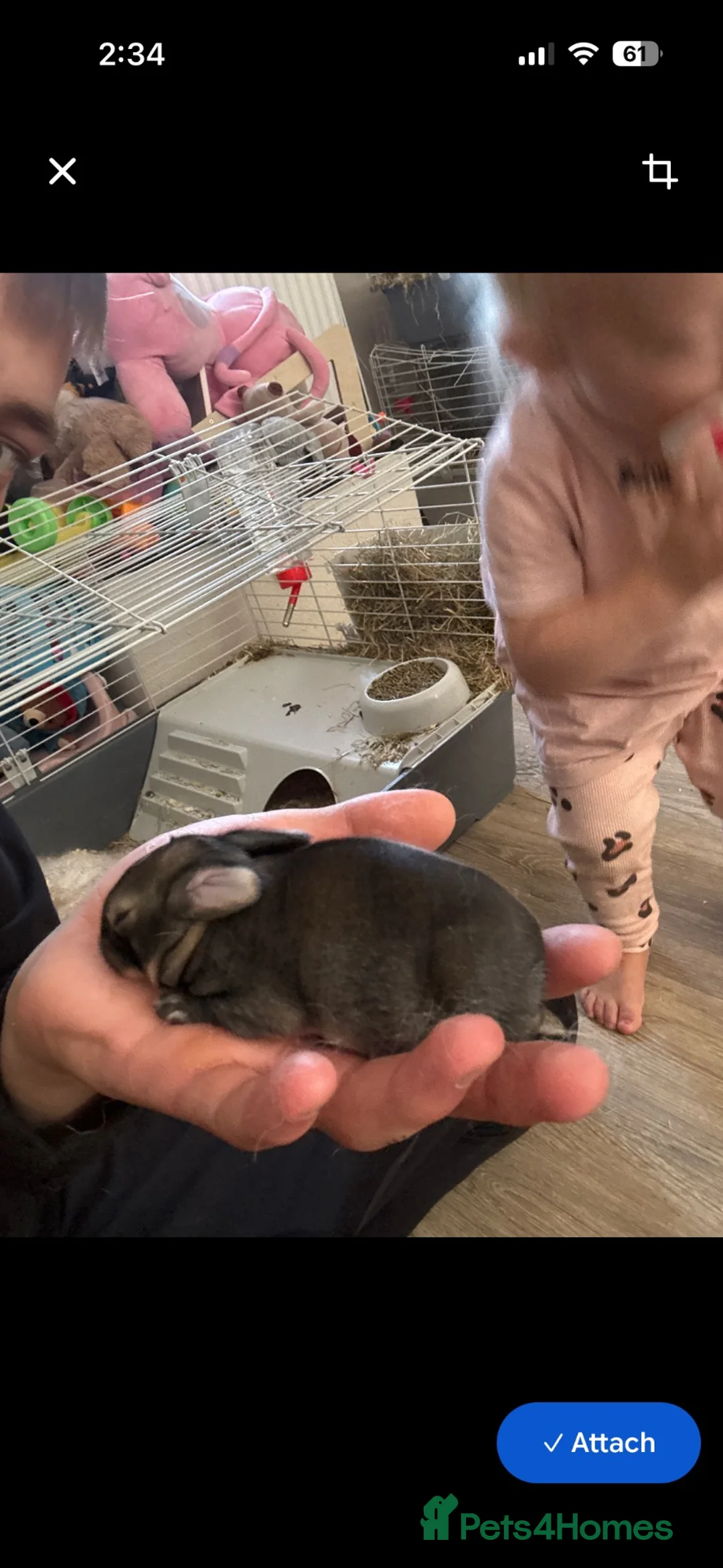 Mini Lop rabbits for sale: Baby rabbits  in York - Advert 2