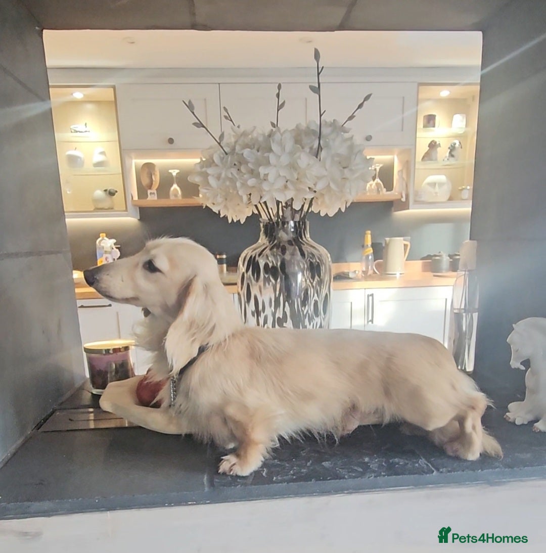Miniature Dachshund dogs for stud: Cream Long-haired miniature Dachshund kc reg in Blackburn - Image 1