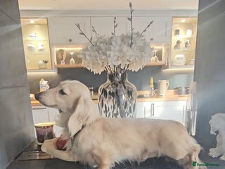 Miniature Dachshund dogs in Blackburn - Advert 4