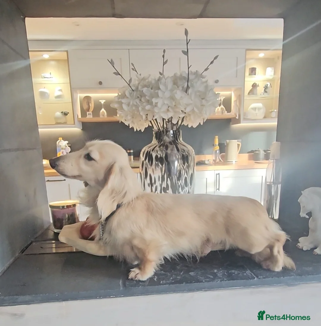 Miniature Dachshund dogs for stud: Cream Long-haired miniature Dachshund kc reg in Blackburn - Advert 4