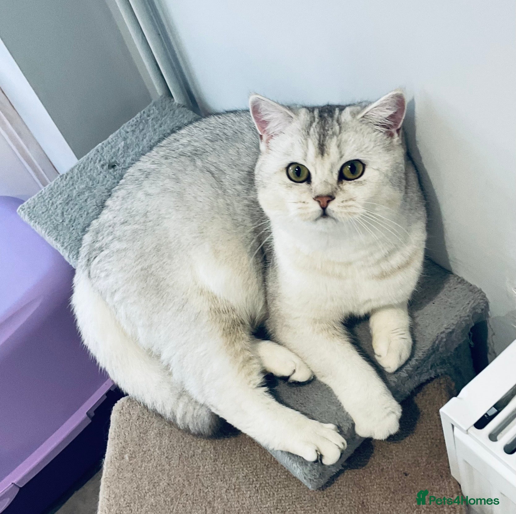 British Shorthair cats Pedigree British Shorthaired. - Advert 1
