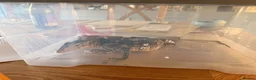 Monitor reptiles for sale: Nile monitor 8 months old  - Advert 7