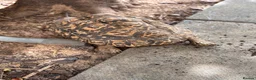 Tortoise reptiles for sale: Female leopard tortoise  - Advert 5