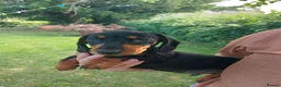 Miniature Dachshund dogs for sale: perfect true to type miniature Dachshund puppies   - Advert 9