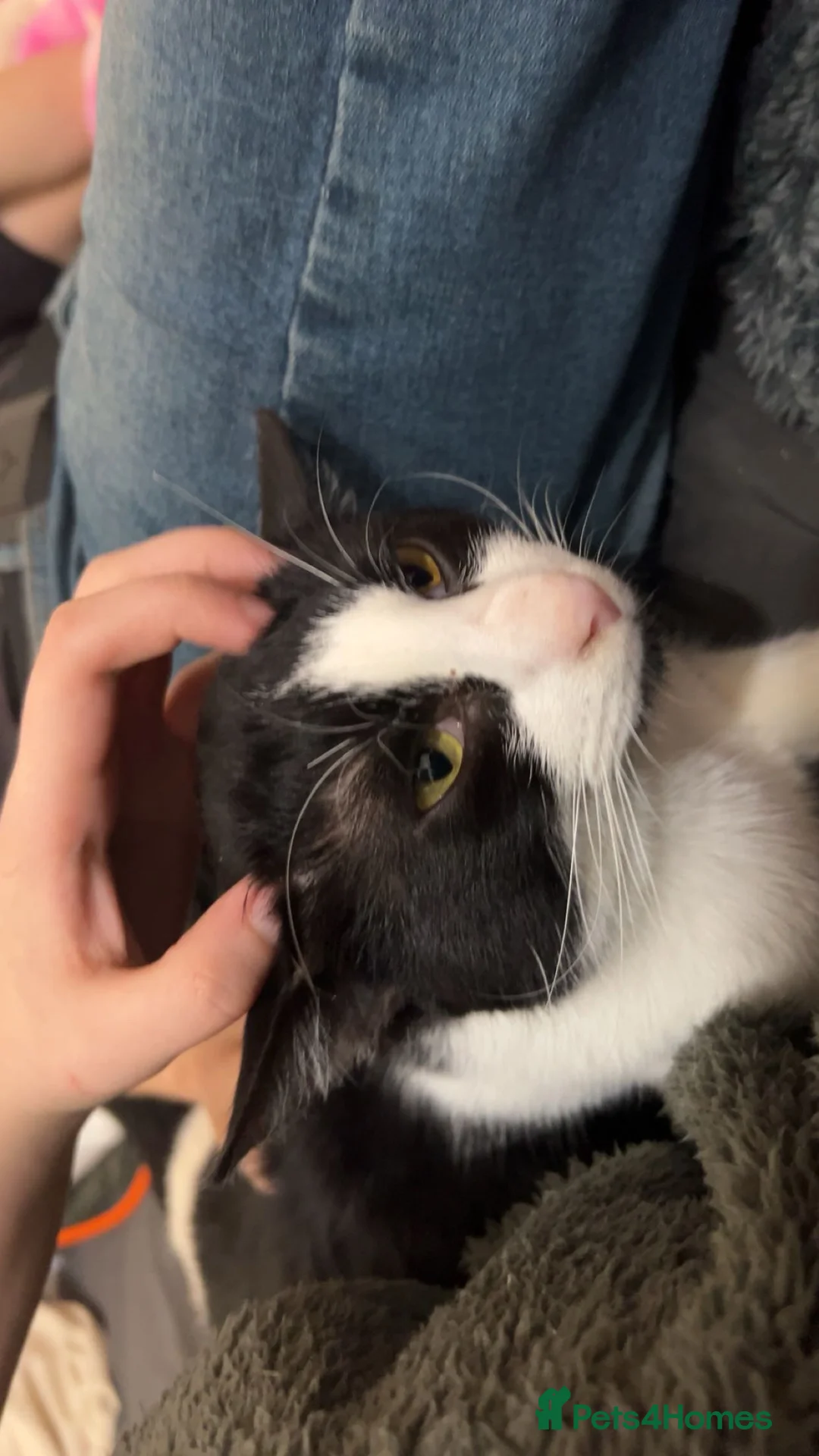 Mixed Breed cats for sale: Oreo🐱 in Burton-on-Trent - Advert 4