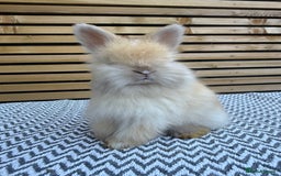 Angora rabbits for sale: Full Face English Angora’s  - Image 7