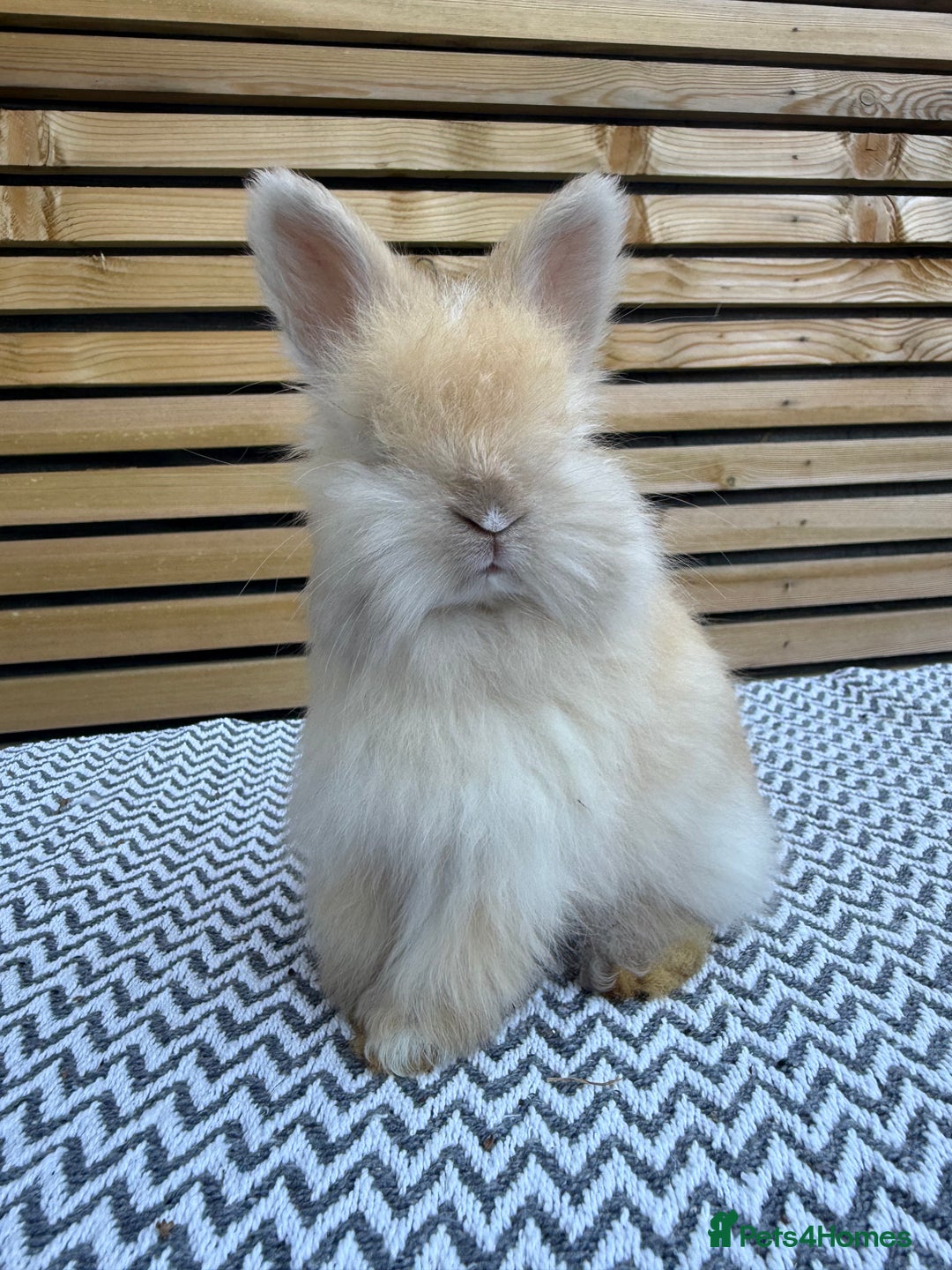 Angora rabbits for sale: Full Face English Angora’s  - Image 7