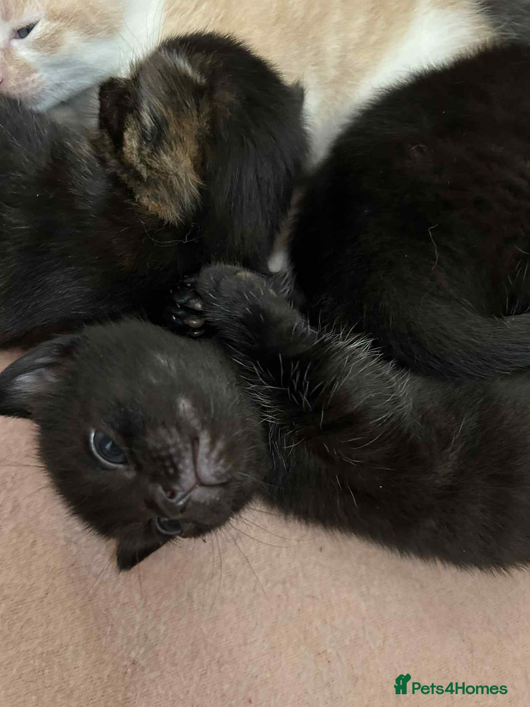 Mixed Breed cats for sale: Beautiful kittens looking for their forever homes - Image 7