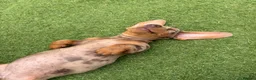 Dachshund dogs for sale: Dachshund puppies - Advert 3